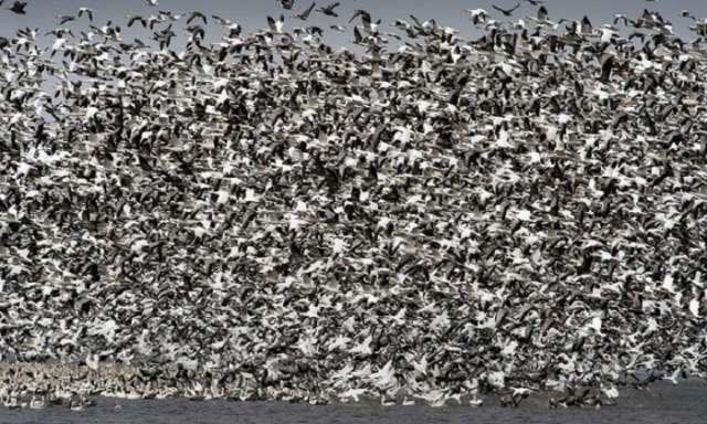 Thousands of snow geese die in Montana after landing on contaminated water 